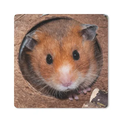Obrázek produktu pro Podložka pod myš - Křeček se přišel podívat - 30x30cm - Podložka pod myš