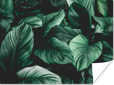 Produktbild von MuchoWow® Poster Dschungel - Blätter - Tropisch - Pflanzen - Natur 160x120 cm - Foto Plakat