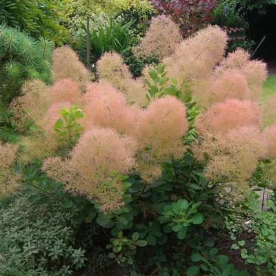 Obrázek produktu pro Keř parukovník – Cotinus coggygria 'Young Lady' | 40–60 cm v kontejneru