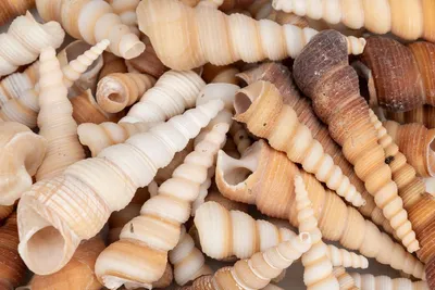 A close-up, overhead view of a pile of various sizes and colors of Turritella terebra seashells.
