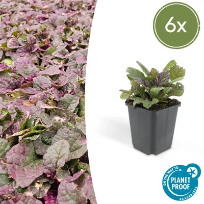 Produktbild von Bodendecker – Ajuga reptans 'Burgundy Glow' – 9-cm-Topf – 6er-Set