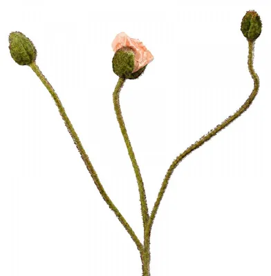 Produktbild von Silk-ka Seidenblume Mohn Knospen Pfirsich (87cm)