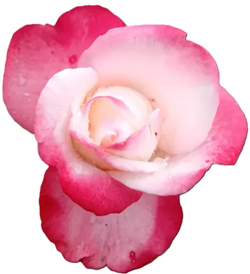 Produktbild von Rose Edelrose Nostalgie Hochstamm 90 cm Duftrose