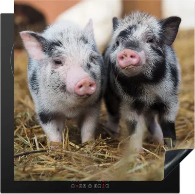 Produktbild von KitchenYeah© Herdabdeckplatte Schwein - Tiere - Ferkel , 78x78cm, Küche Deko, Glaskeramikkochfeld Herdabdeckung, Abdeckplatte fùr Kochfeld