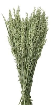 Produktbild von Pomax Collita Trockenblumen, Grün, H 72 cm