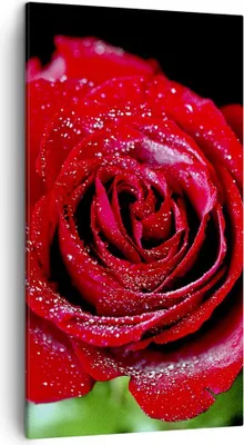 Produktbild von Bild auf Leinwand - Leinwandbild - Rose Blume Blütenblätter Wasser - 45x80cm - Wand Bild - Wanddeko - Leinwanddruck - Bilder - Kunstdruck - Wanddekoration - Leinwand bilder - Wandkunst - PA45x80-0370