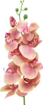 Produktbild von Orchidee Künstlich Pink Vanille 9 Blüten 96cm Deko Blume