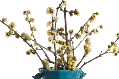 Produktbild von Winterorchidee - Winterblüte -10 Samen
