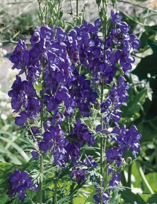 A close-up shot of purple flowers on green stems.