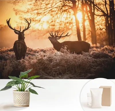Obrázek produktu pro Samolepicí fototapeta – 152 x 104 cm – tapeta – nástěnná tapeta – nástěnné obrazy – samolepicí fólie – dekorační fólie – tapetová fólie – stěna – dekorace – obývací pokoj – srnky ráno