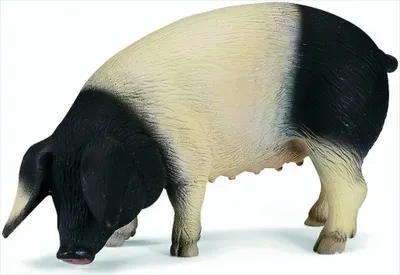 Produktbild von SCHLEICH 13612 Schwäb.-Hällisches Schwein