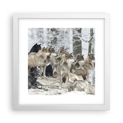 Produktbild von Gerahmtes Poster - Weißer Rahmen - Rudel Wölfe Winter - 30x30 cm - Wand Bild - Wanddeko - Wandbilder - Kunstposter - Wandposter - Bilderrahmen - Bilder - Kunstdruck - Wandbild - P2WAC30x30-4357