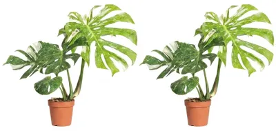 Image de Bloomique - Lot de 2 - Monstera Deliciosa Thai Constellation - Plante à fleurs panachées - Plante d'intérieur - Feuillage panaché - Convient également comme plante grimpante - Facile d'entretien - Hauteur : 25-30 cm - Pot : 12 cm, Image générée par une IA