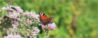 Produktbild von Wallario Premium Glasbild, freischwebende Optik, kräftige Farben, Größe 125 x 50 cm Motiv Schmetterling auf Blüte
