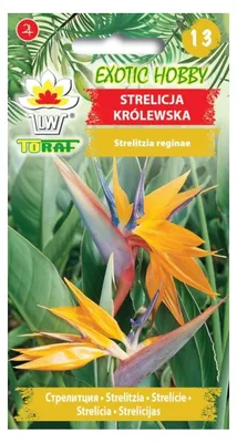 Obrázek produktu pro Strelicia královská, 5 ks