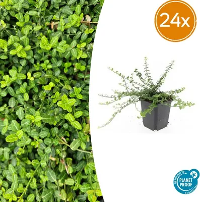 Productafbeelding van Euonymus fort. 'Minimus' | 24 stuks - 10-25cm - Ø9cm - Tuinplant