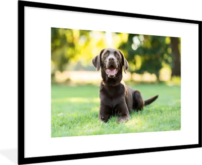 Produktbild von MuchoWow® Gerahmtes Poster Ein Labrador Retriever liegt im Gras 90x60 cm - Poster mit Schwarzem Bilderrahmen Wandposter Rahmen Foto Bilder - Wanddekoration - Fotos