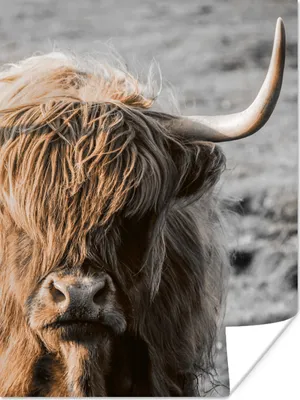 Produktbild von MuchoWow® Poster Schottischer Highlander - Tier - Porträt 120x160 cm - Wandbilder