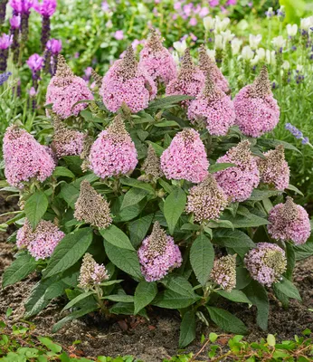 Produktbild von BALDUR Garten Zwerg-Schmetterlingsflieder 'Little Rockstars®' pink,1 Pflanze, super kompakt, niedriger Wuchs, blüht monatelang, ideal für Terrasse & Balkon, duftende Blüten, winterhart & pflegeleicht