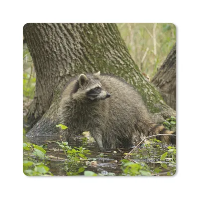 Produktbild von MuchoWow® Mauspad Mousepad Waschbär - Wasser - Wald 20x20 cm - Mousepads - Maus Mat - Pad - Mausunterlage - Desk Mat - Bureauartikeln