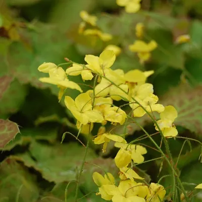 Produktbild von 6 x Elfenblume - Epimedium perralderianum  | Topf 9cm x 9cm