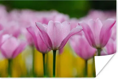 Produktbild von MuchoWow® Poster Blumen - Tulpen - Rosa 30x20 cm - Plakate - Print