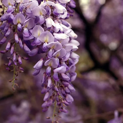 Immagine prodotto di Glicine giapponese Violacea Plena 2L