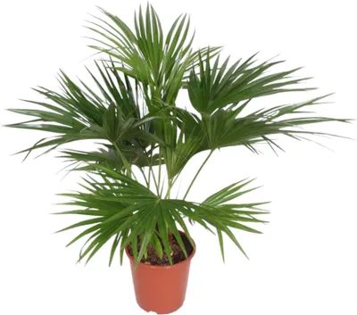 Produktbild von Chinesische Schirmpalme – Livistona chinensis - Grünpflanze - ca. 150cm hoch