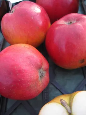 Produktbild von Herbstapfel Reitländer - Malus domestica - Adventsapfel  - 140-150cm