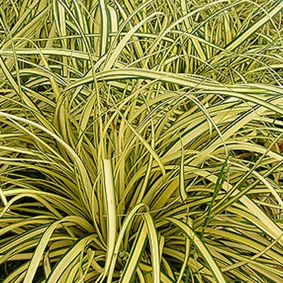 Image de 6 x Laîche vert jaune Evergold - Carex oshimensis 'Evergold' | Pot 9cm x 9cm