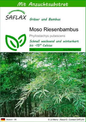 Produktbild von SAFLAX - Moso Riesenbambus - Phyllostachys pubescens - 20 Samen - Mit keimfreiem Anzuchtsubstrat