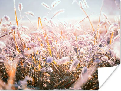 Produktbild von MuchoWow® Poster Gras - Sonne - Winter - Schnee 160x120 cm - Foto Plakat