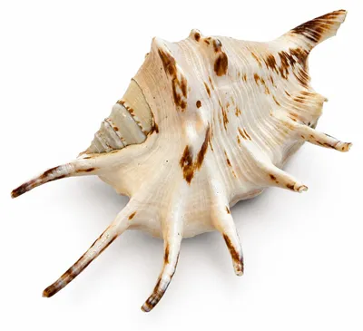 Produktbild von Lambis lambis 10-13 cm Teufelskralle Spinnenschnecke Schneckenhaus dunkel Deko