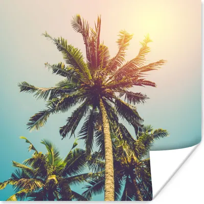 Produktbild von MuchoWow® Poster Palme - Sommer - Tropisch - Sonne 100x100 cm - Babyzimmer
