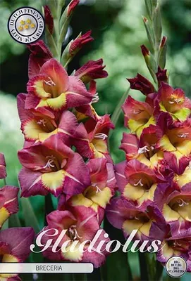 Artikelbild 2 von 'Gladiole Breceria (10 Stück)' aus der Kategorie Gladiolenzwiebeln