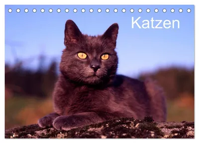 Produktbild von Katzen (Tischkalender 2027 DIN A5 quer), CALVENDO Monatskalender