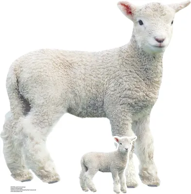Produktbild von Tiere Pappaufsteller Lamm