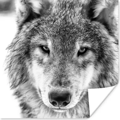 Produktbild von MuchoWow® Poster Tierprofil Wolf in schwarz und weiß 100x100 cm - Babyzimmer
