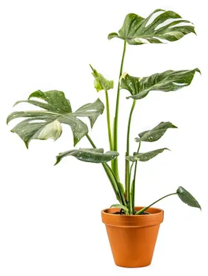 Obrázok produktu pre Gardners Monstera deliciosa variegata Thai Constellation, priemer 12 cm