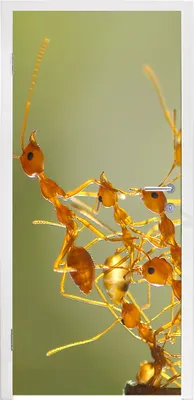 Produktbild von MuchoWow® Türtapete Selbstklebende Türfolie Ameisen - Orange - Tiere 85x215 cm Türposter Türaufkleber Klebefolie Türklebefolie - Aufkleber für türen - Türplakat - Dekoration