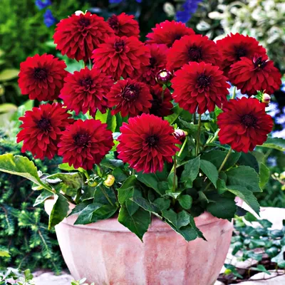 Image de Dahlia Melody Mambo 1 pièce Dahlias plants de dahlia plant gros bulbes
