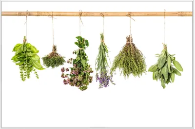 Produktbild von Wallario Wandbild Verschiedene Kräuter an der Leine, Größe: 61 x 91,50 cm, Poster mit weißem Aluminiumrahmen