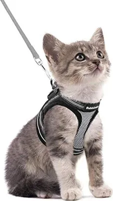 Produktbild von Famanu Katzenharness-Set, verstellbar, weich mit reflektierenden Streifen für kleine Katzen