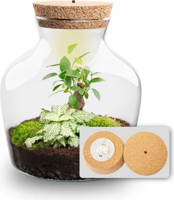 Produktbild von Flaschengarten - Little Joe - Ökosystem mit Pflanzen im Glas - ↑ 21,5 cm