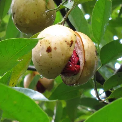 Obrázok produktu pre Muškátovník (Myristica fragrans)  – 1 semeno