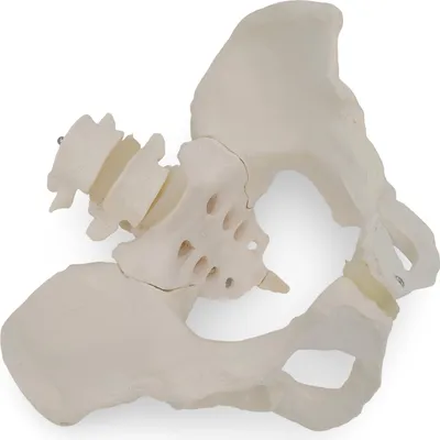 Produktbild von Weibliches Becken Anatomie Modell lebensgroß Kreuzbein und 2 Lendenwirbeln