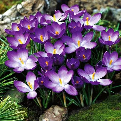 Zdjęcie produktu dla Krokus Wiosenny Ruby Giant 10 szt. Krokusy cebulki cebule krokusów