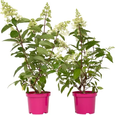 Image de Hortensia - Set de 2 - Hydrangea paniculata 'Pinky Winky' - H25-40cm - ⌀19cm