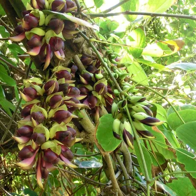 Zdjęcie produktu dla Saba Ling (Mucuna macrocarpa)  – 1 sztuka