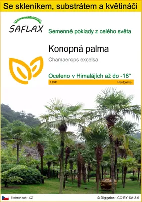 Obrázek produktu pro SAFLAX Kultivační sada - konopná palma - Chamaerops excelsa - 10 Semena - S mini skleníkem, pěstebním substrátem a 2 květináči